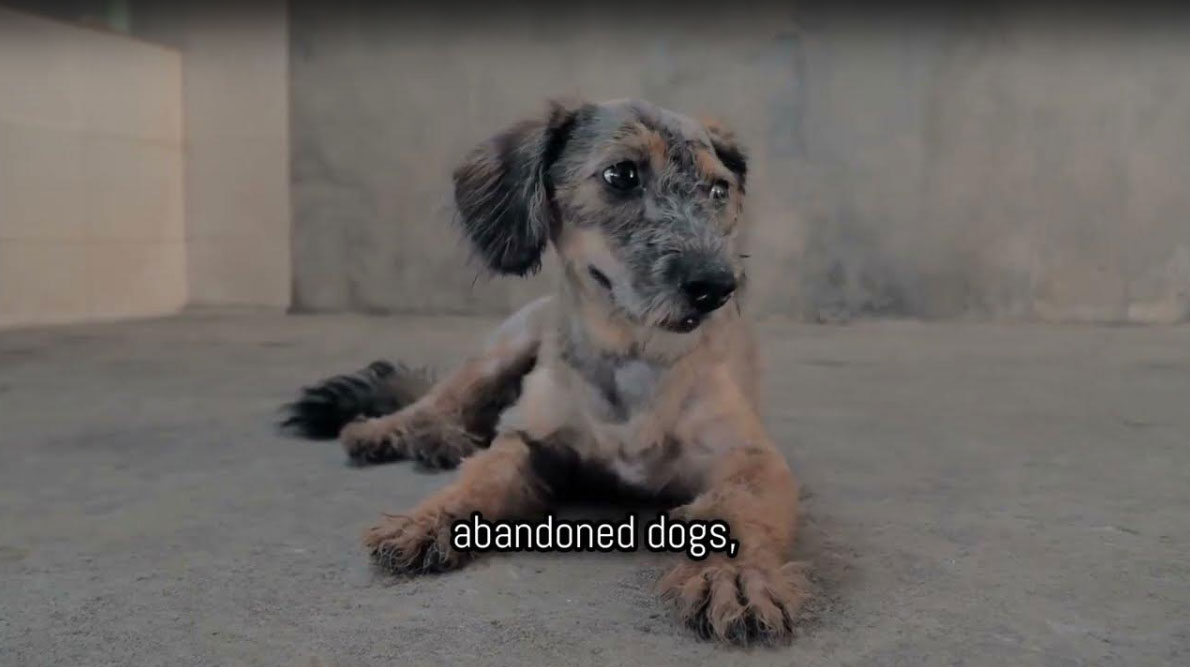 Non-Profit Web Design A New Life Charitable Foundation Case Study Boosting Donations & Adoptions